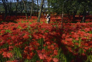 La fioritura dell’Higanbana in Giappone