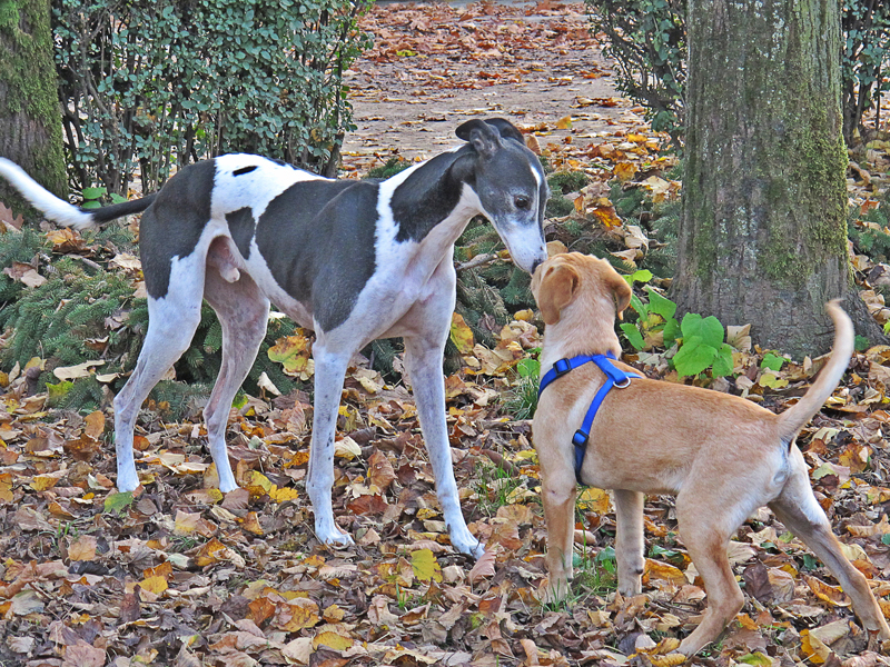 La storia di Tito, il levriero che non vuole correre La storia di Tito, il levriero che non vuole correre