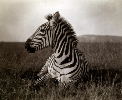 National Geographic compie 125 anni: La Grande Avventura