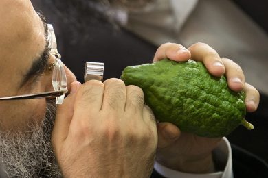 Sukkòth e la ricerca del cedro perfetto