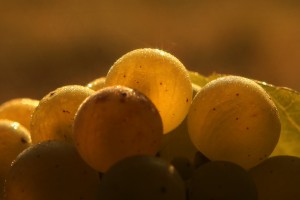 Vite vecchia fa buon vino