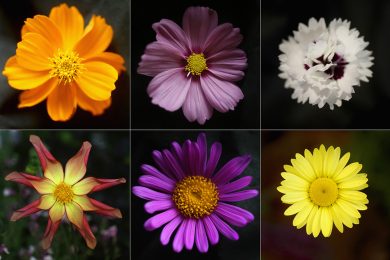 I fiori dell’Harrogate Autumn Flower Show