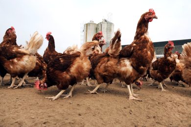 Mangi pollo? Tuo figlio avrà il pene piccolo