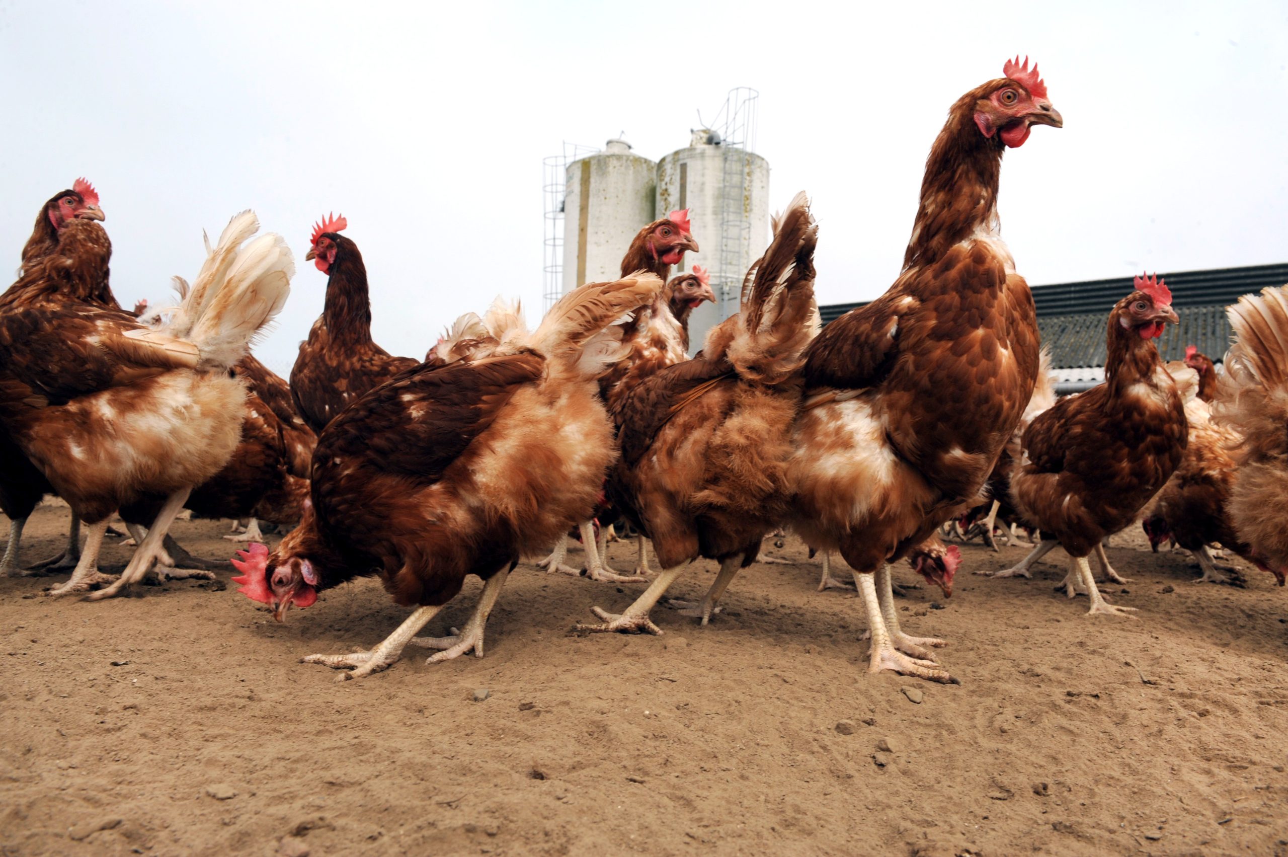 Mangi pollo? Tuo figlio avrà il pene piccolo