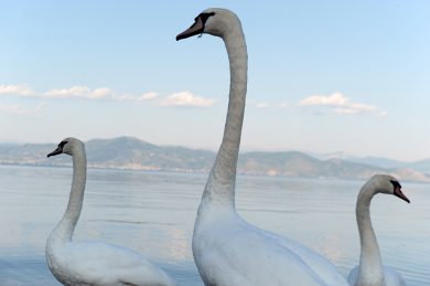 ANIMALI, le foto più belle della settimana – 3/9 settembre