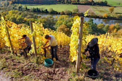 Gli italiani tornano nei campi per la vendemmia