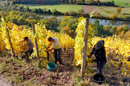 Gli italiani tornano nei campi per la vendemmia Gli italiani tornano nei campi per la vendemmia