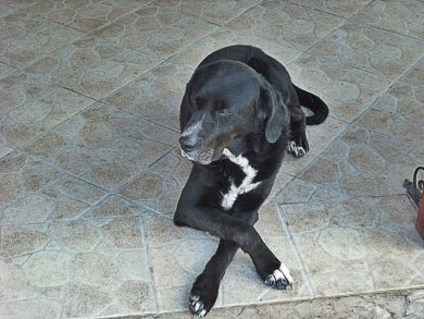 Lucky, intervista al cane più fortunato del Colosseo