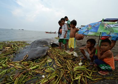 Uno squalo balena spiaggiato nelle Filippine e altre foto del giorno, 5.9.2013