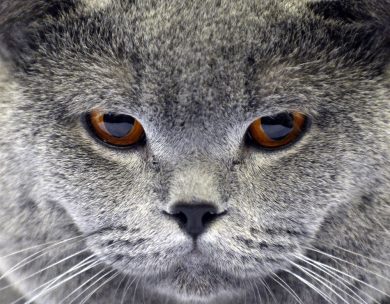 ANIMALI, le foto più belle della settimana – 23/29 ottobre