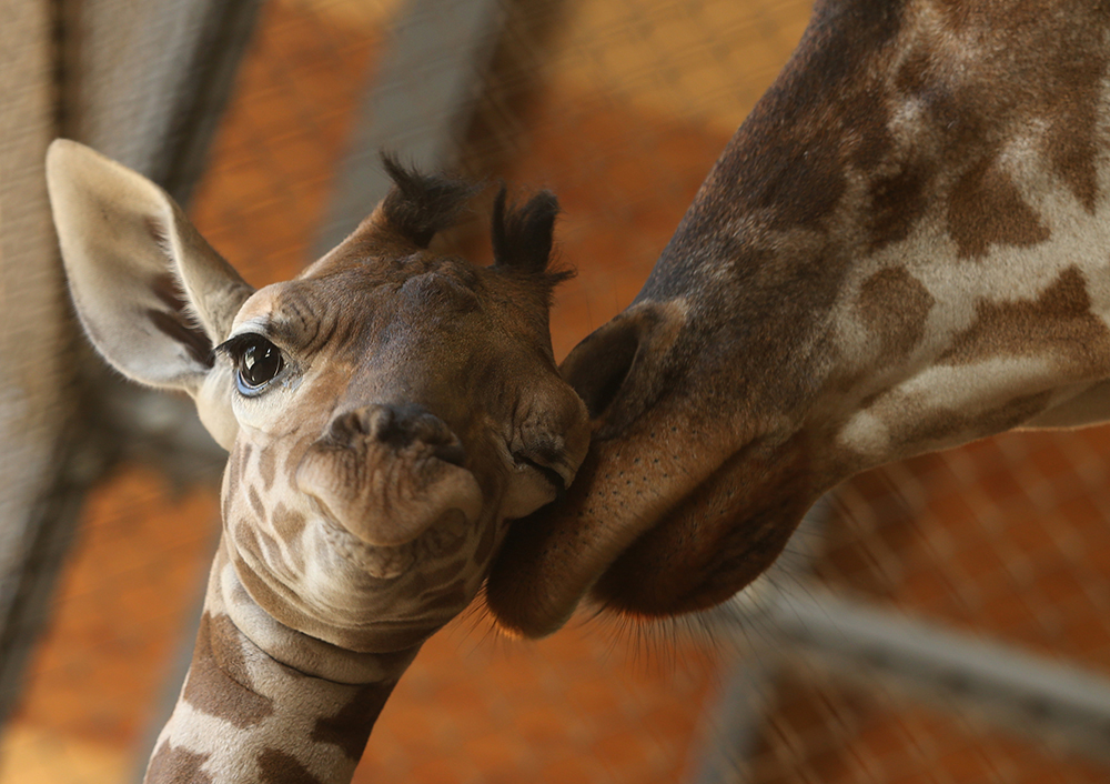 ANIMALI, le foto più belle della settimana – 16/22 ottobre