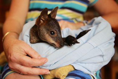 Un canguro salvato dagli incendi in Australia e altre foto del giorno, 22.10.2013
