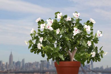 Parrot Flower Power: il sensore per le piante