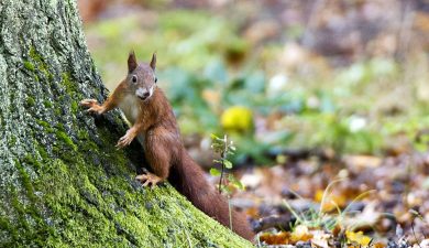 ANIMALI, le foto più belle della settimana – 9/15 ottobre