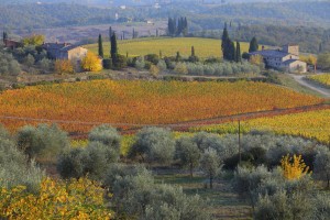 Uve francesi di Toscana