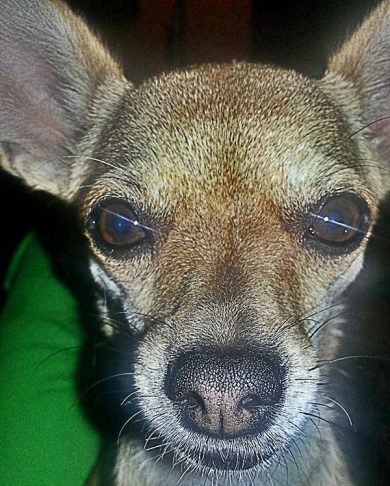 Noisette, il cane di una startupper