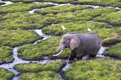 Kenya, censimento aereo nel Parco Nazionale di Amboseli