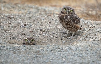 ANIMALI, le foto più belle della settimana – 2/8 ottobre