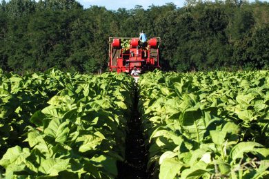 Direttiva antifumo Ue, in Italia a rischio migliaia di posti di lavoro