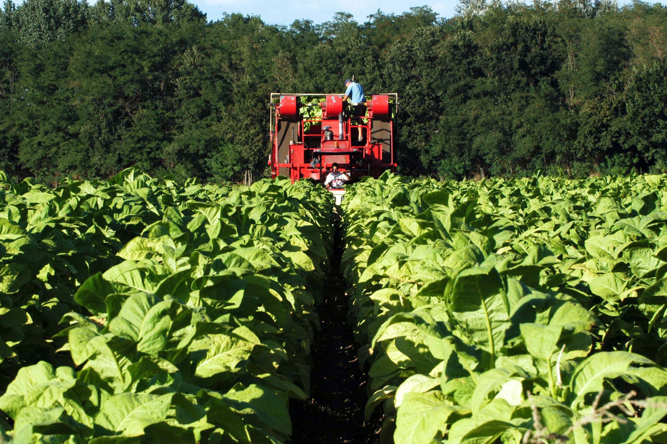 Direttiva antifumo Ue, in Italia a rischio migliaia di posti di lavoro Direttiva antifumo Ue, in Italia a rischio migliaia di posti di lavoro