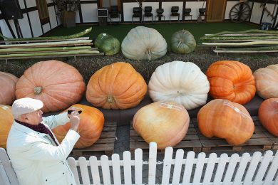 Zucche in mostra a Klaistow