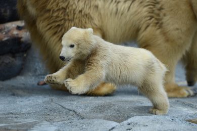 ANIMALI, le foto più belle della settimana – 25 settembre/1 ottobre
