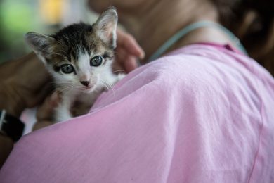 I gattini di Villa Kitty a Bali