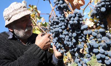 The secrets of Italian Nebbiolo