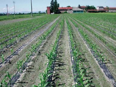 Imu, terreni agricoli: ecco perché i contadini tremano