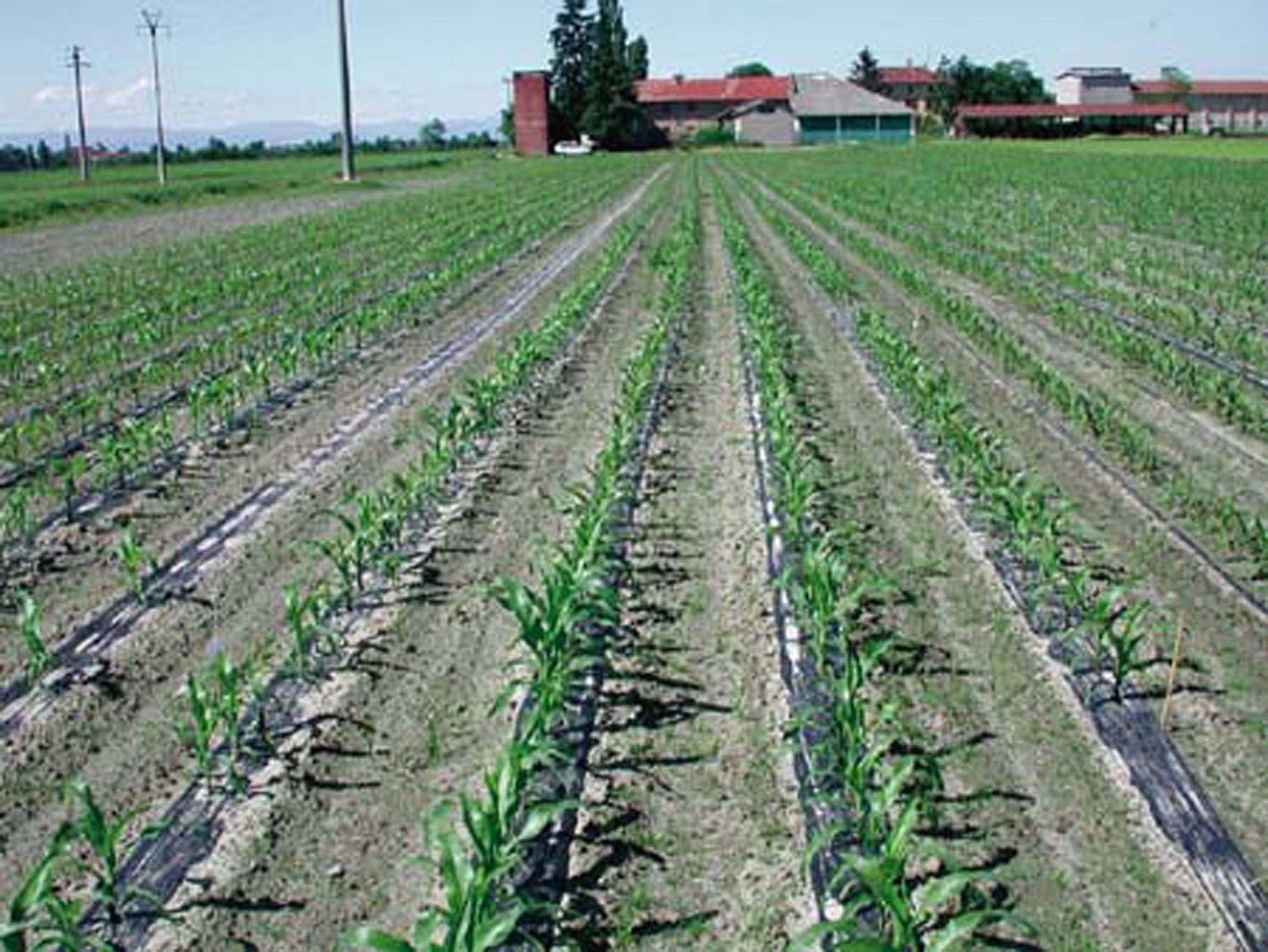 Imu, terreni agricoli: ecco perché i contadini tremano Imu, terreni agricoli: ecco perché i contadini tremano