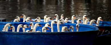 Cigni in trasloco per l’inverno ad Amburgo