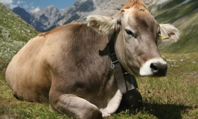 Paolo Nori e la politica: una dissacrante riflessione nel nuovo libro