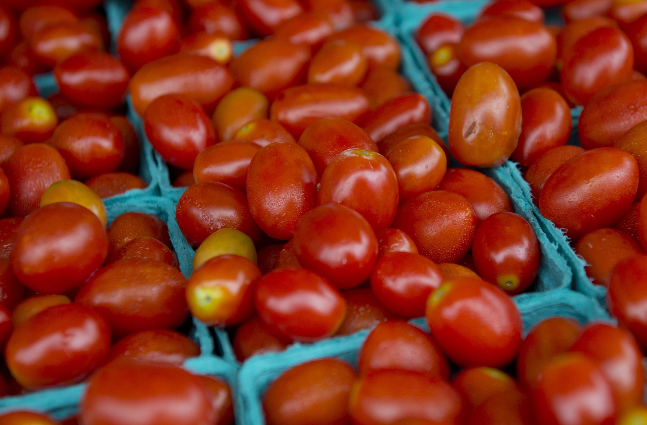 La Campania, lo scoop e la verità sul pomodoro