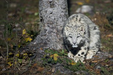 ANIMALI, le foto più belle della settimana – 6/12 novembre