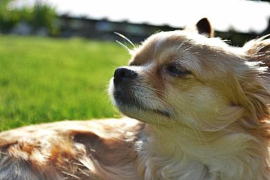 Intervista a Sam, il chihuahua che non ama la neve (e i cappottini)