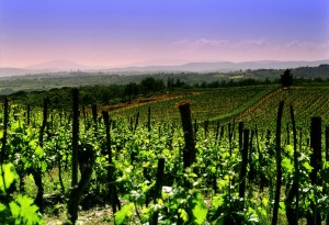 Adotta un vino