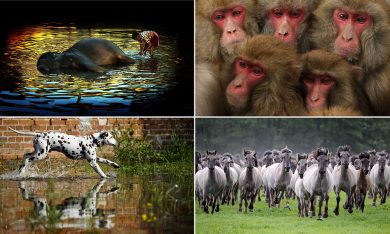 Le foto più belle del 2013 – Animali