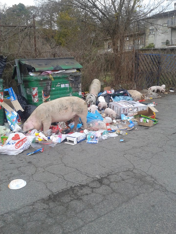Shock a Roma: maiali tra la monnezza dei cassonetti Shock a Roma: maiali tra la monnezza dei cassonetti