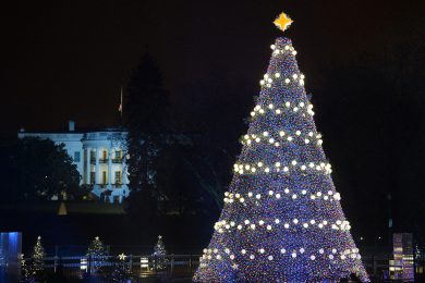 Gli alberi di Natale più belli