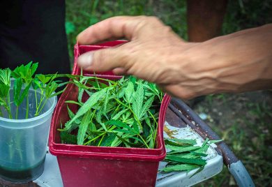 A lezione di marijuana in Uruguay e altre foto del giorno, 30.1.2014