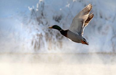 ANIMALI, le foto più belle della settimana – 23/29 gennaio