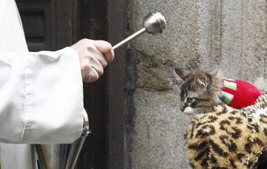 La benedizione degli animali a Madrid e altre foto del giorno, 17.1.2014