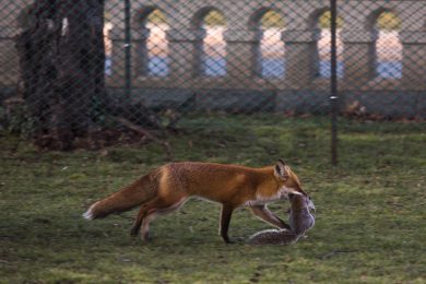 ANIMALI, le foto più belle della settimana – 9/15 gennaio