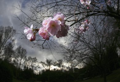 Ciliegi in fiore a gennaio e altre foto del giorno, 8.1.2014