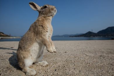Okunoshima, l’Isola dei conigli