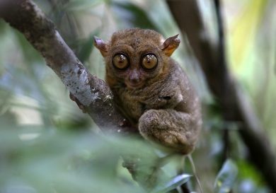 ANIMALI, le foto più belle della settimana – 20/26 febbraio