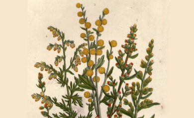 Artemisia, ecco la verità sull’erba contro il tumore