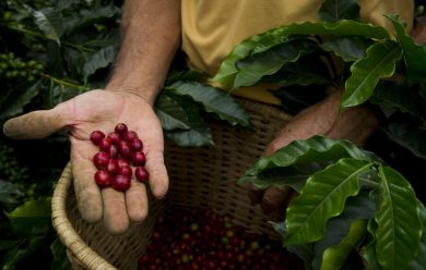 Ecco come Starbucks salverà il caffé