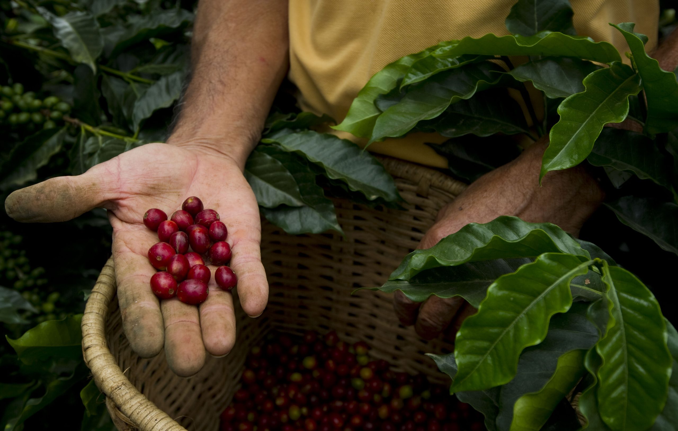 Ecco come Starbucks salverà il caffé