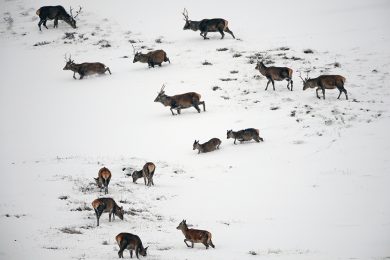Cervi nella neve in Scozia